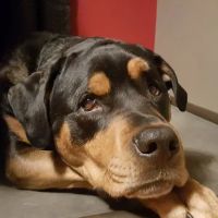 Heart's Ease Veterinary Care ico