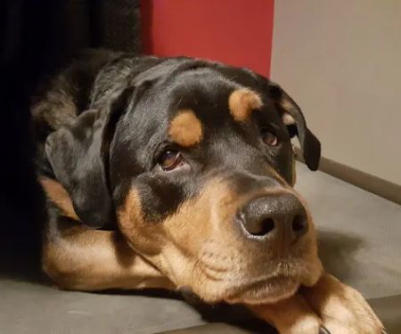 Heart's Ease Veterinary Care