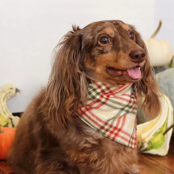 The Dog Shop Picture 9