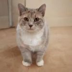 Blue Cross Animal Hospital