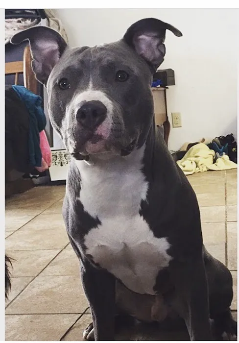 Blue Cross Animal Hospital Picture 8