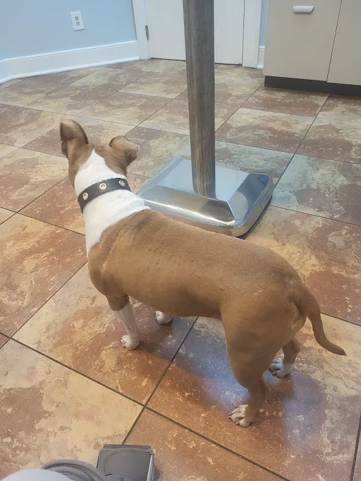 The Downtown Animal Hospital Picture 9