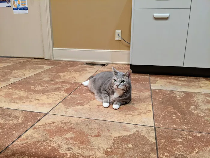 The Downtown Animal Hospital Picture 8