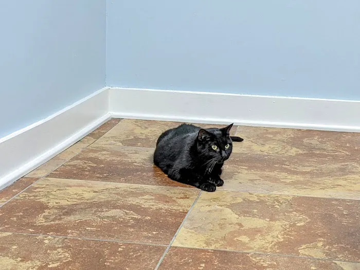 The Downtown Animal Hospital Picture 2