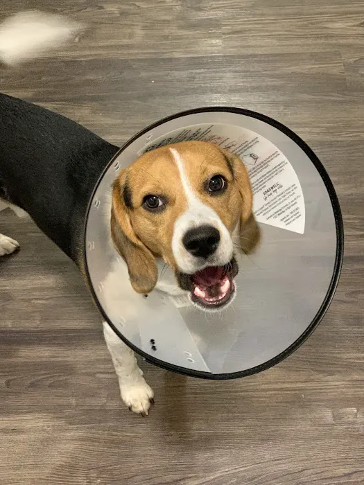 Latimer Animal Hospital, LLC Picture 8