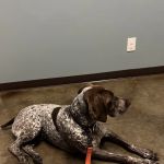 Latimer Animal Hospital, LLC