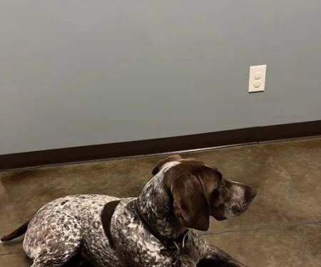 Latimer Animal Hospital, LLC