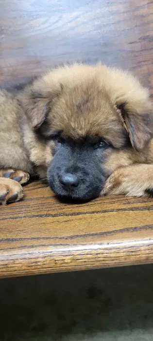 Latimer Animal Hospital, LLC Picture 6