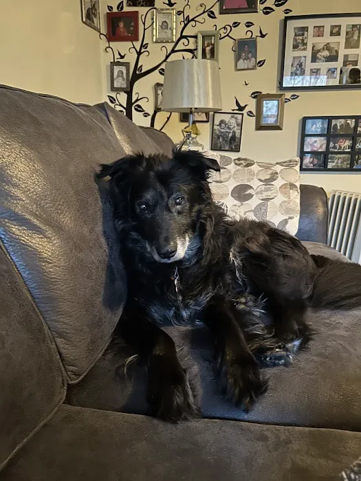 Especially Pets Picture 7