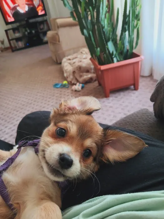 Especially Pets Picture 2