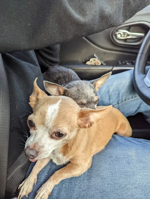 Especially Pets Picture 6
