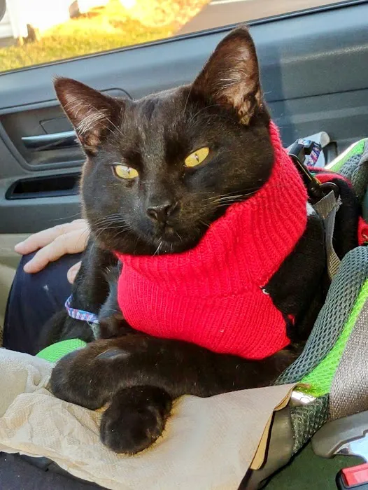 Especially Pets Picture 9