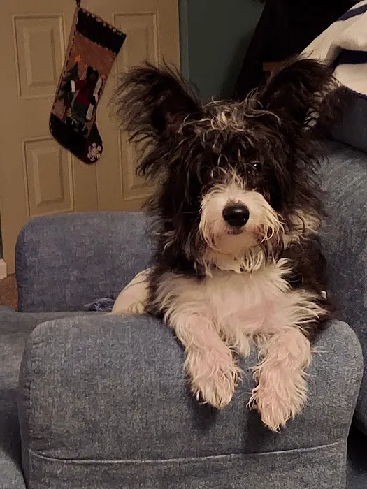 Especially Pets Picture 10