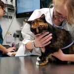 Access Veterinary Care