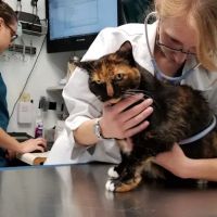 Access Veterinary Care ico