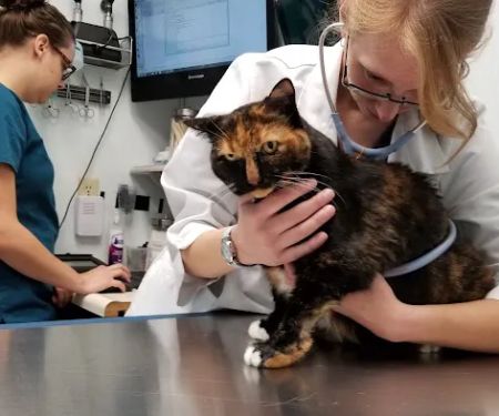 Access Veterinary Care