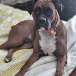 Kentuckiana Veterinary Outreach