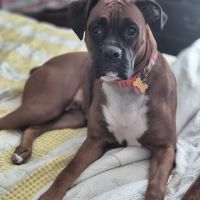 Kentuckiana Veterinary Outreach ico