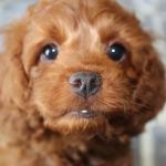 Crosscreek Housecall