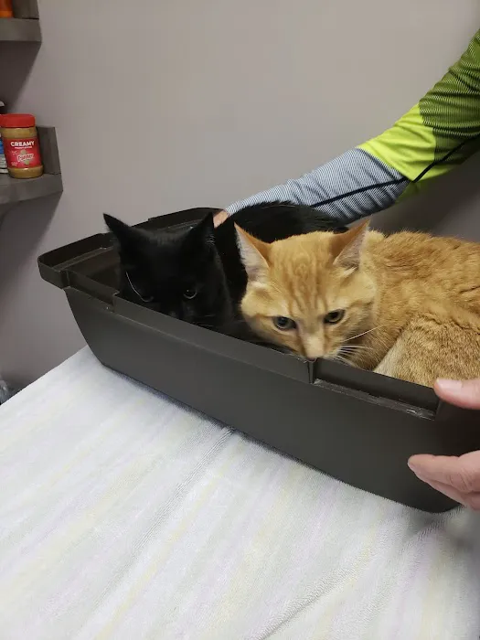 Animal Doctors Picture 1