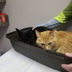 Animal Doctors
