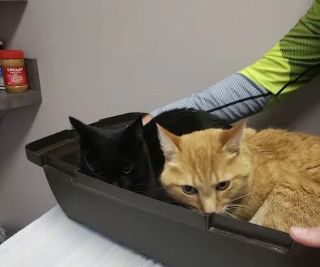 Animal Doctors