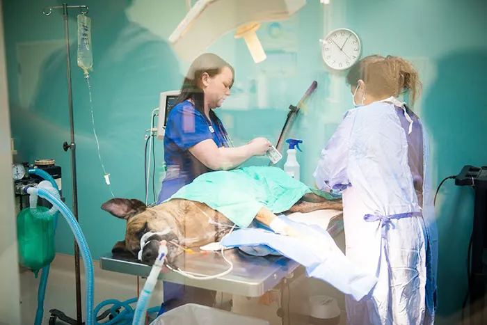 Hurstbourne Animal Hospital Picture 3