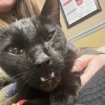 Animal Emergency Center