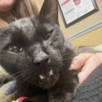 Animal Emergency Center ico