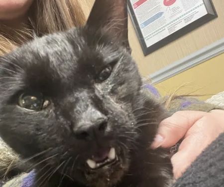 Animal Emergency Center