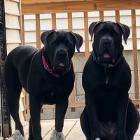 Tail-End Vetcare ico