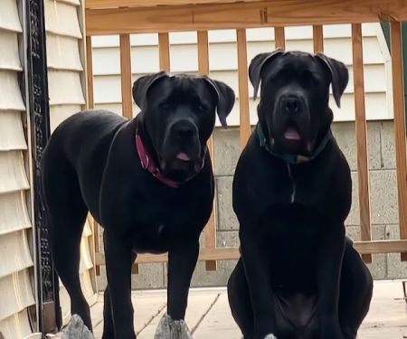 Tail-End Vetcare
