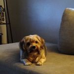 Derby City’s Crossroads Animal Hospital