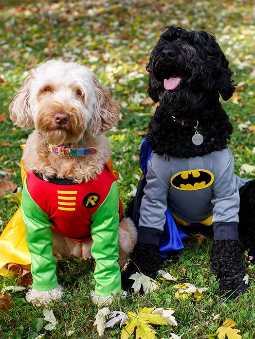 Derby City’s Crossroads Animal Hospital Picture 10