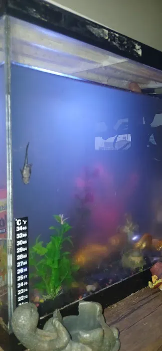 Aquarium Guy LLC Picture 8
