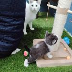 Audubon Animal Medical Center