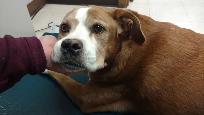 Audubon Animal Medical Center Picture 4
