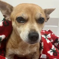 Metropolitan Veterinary Specialists and Emergency Service ico