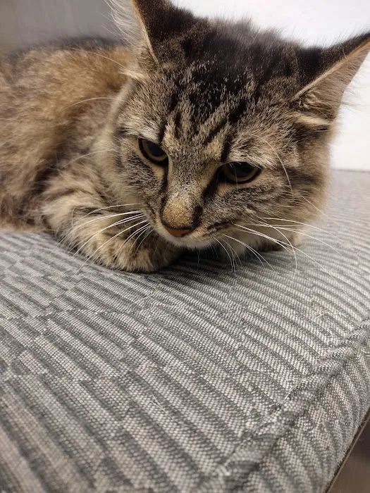 Ridgeview Animal Clinic Picture 3