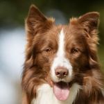 Ridgeview Animal Clinic