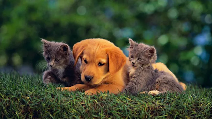 Buckner Animal Clinic Picture 7