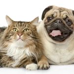 Buckner Animal Clinic