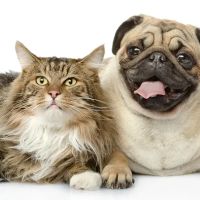 Buckner Animal Clinic ico
