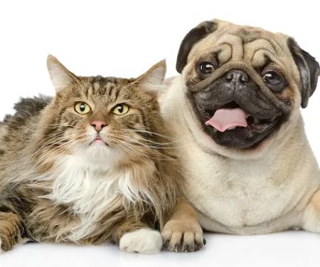 Buckner Animal Clinic