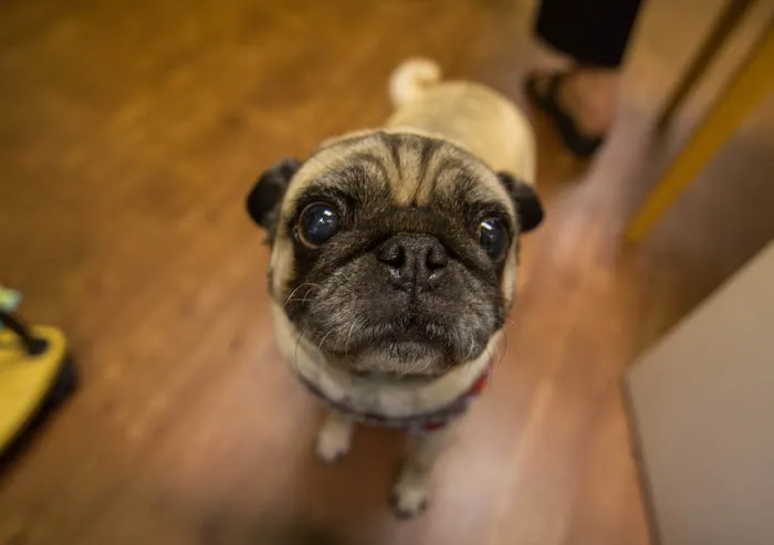 VCA Shelden Animal Hospital Picture 7