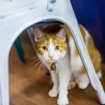 VCA Shelden Animal Hospital
