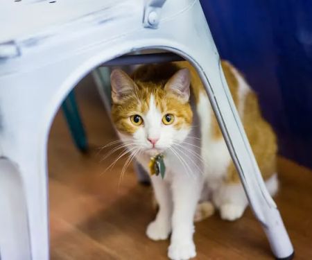 VCA Shelden Animal Hospital
