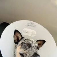 S.N.I.P. Clinic ico