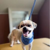 Iroquois Animal Clinic ico
