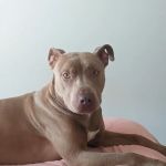 Preston Animal Hospital